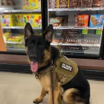service-dog-training